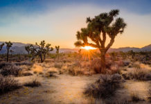 Is Joshua Tree in Death Valley? Is Joshua Tree in Death Valley?