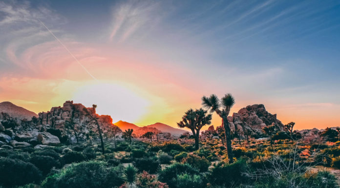 Is Joshua Tree open in the winter? Is Joshua Tree open in the winter?
