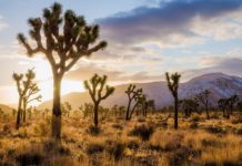 Is Joshua Tree worth visiting? Is Joshua Tree worth visiting?