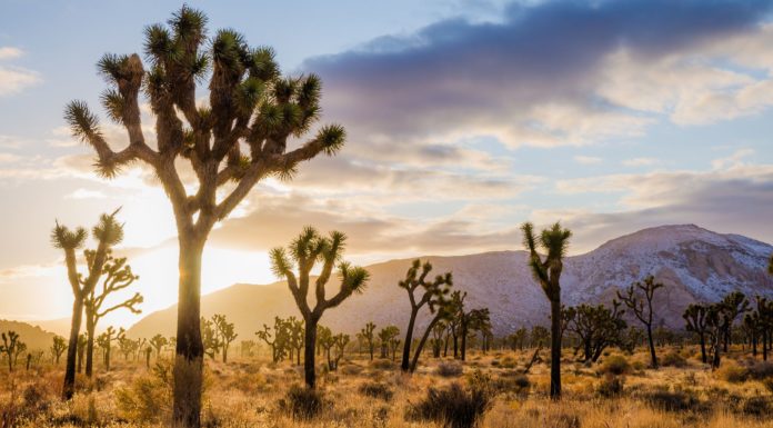 Is Joshua Tree worth visiting? Is Joshua Tree worth visiting?