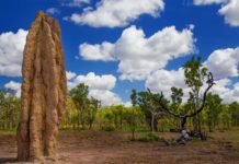Is Kakadu or Litchfield better? Is Kakadu or Litchfield better?