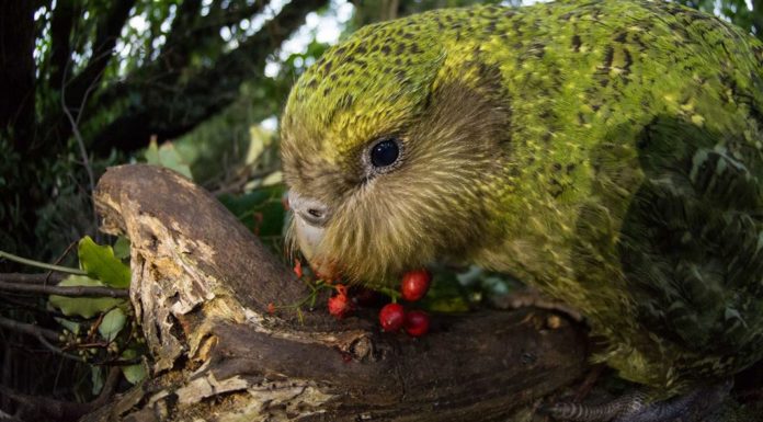Is Kiwi com legit? Is Kiwi com legit?