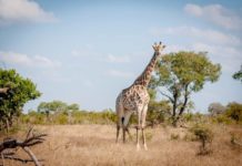 Is Kruger National Park expensive? Is Kruger National Park expensive?