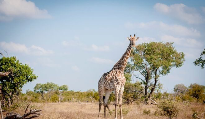 Is Kruger National Park expensive? Is Kruger National Park expensive?