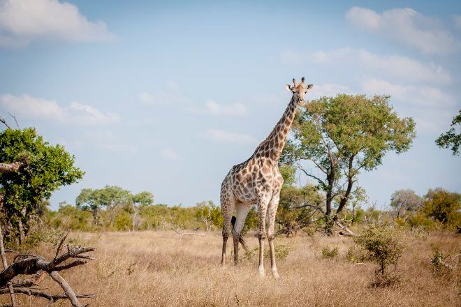 Is Kruger National Park expensive?