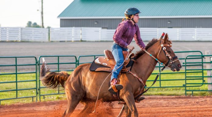 Is PETA against horseback riding? Is PETA against horseback riding?