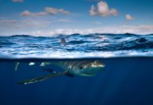 Is Perfect Blue disturbing? Is Perfect Blue disturbing?