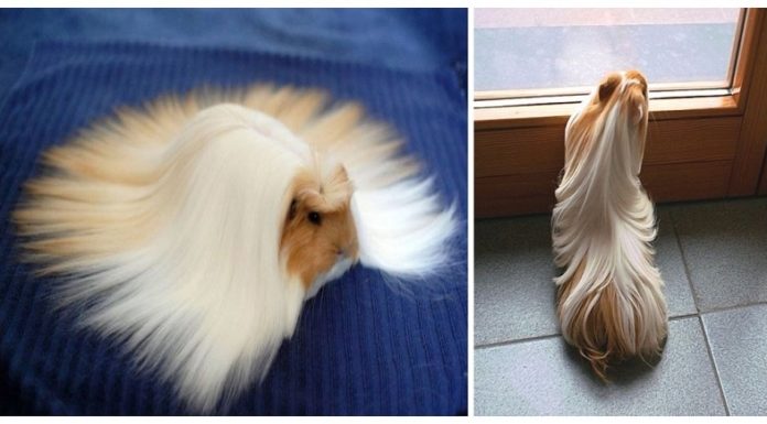 Is Peruvian or Malaysian hair better? Is Peruvian or Malaysian hair better?