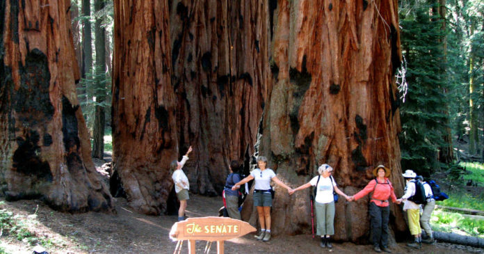 Is Sequoia National Park busy?