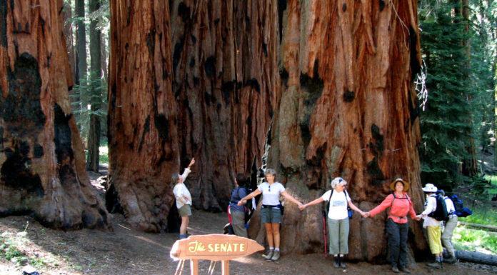 Is Sequoia National Park busy? Is Sequoia National Park busy?