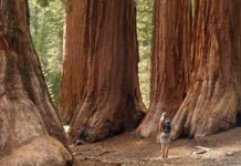 Is Sequoia National Park crowded? Is Sequoia National Park crowded?