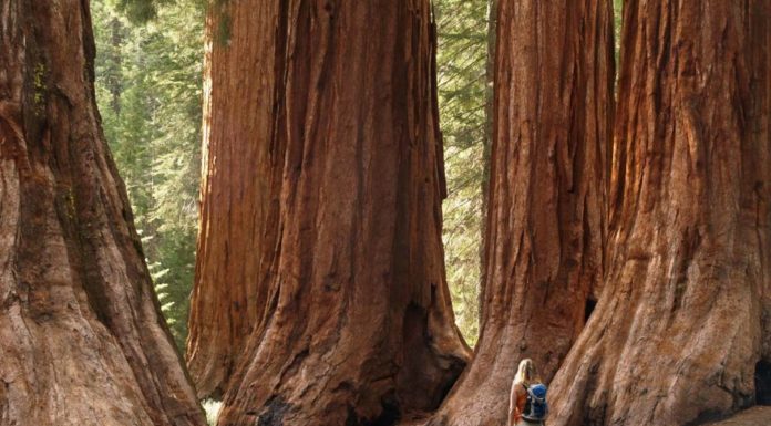 Is Sequoia National Park crowded? Is Sequoia National Park crowded?