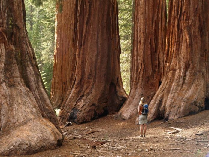 Is Sequoia National Park crowded?