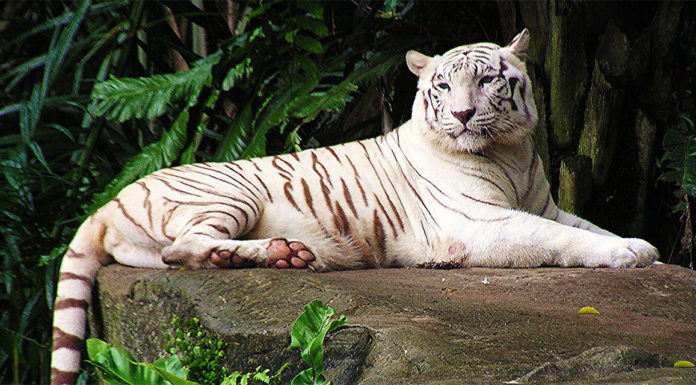 Is Singapore cheaper than India? Is Singapore cheaper than India?