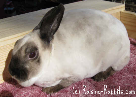 Is White Rabbit still open? Is White Rabbit still open?