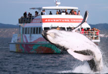 Is it better to whale watch in the morning or afternoon? Is it better to whale watch in the morning or afternoon?