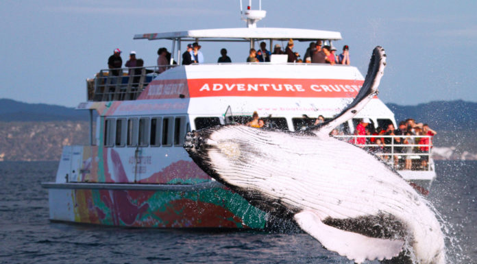 Is it better to whale watch in the morning or afternoon? Is it better to whale watch in the morning or afternoon?