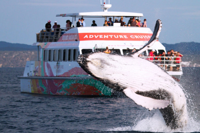 Is it better to whale watch in the morning or afternoon?