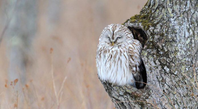 Is it cheaper to go to Greece or Italy? Is it cheaper to go to Greece or Italy?