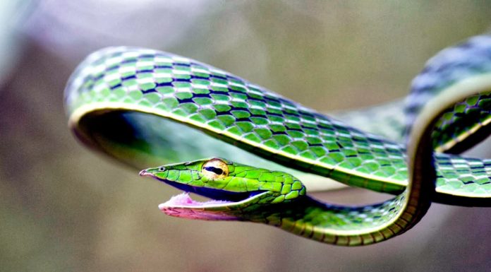 Is snakes in the city in South Africa? Is snakes in the city in South Africa?