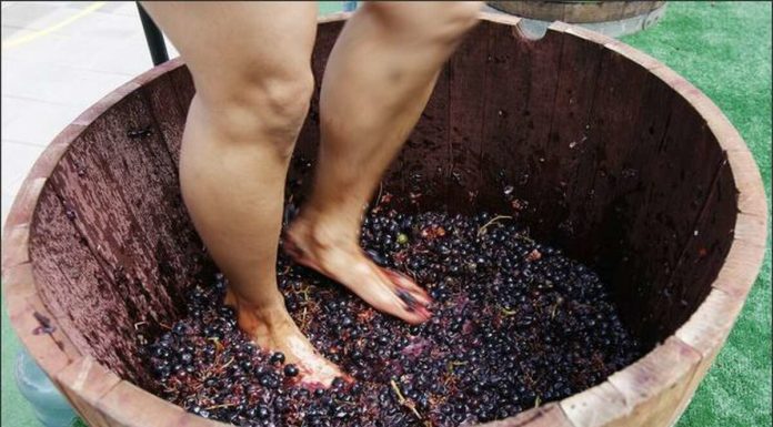 Is stomping grapes unsanitary? Is stomping grapes unsanitary?