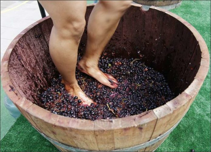 Is stomping grapes unsanitary?