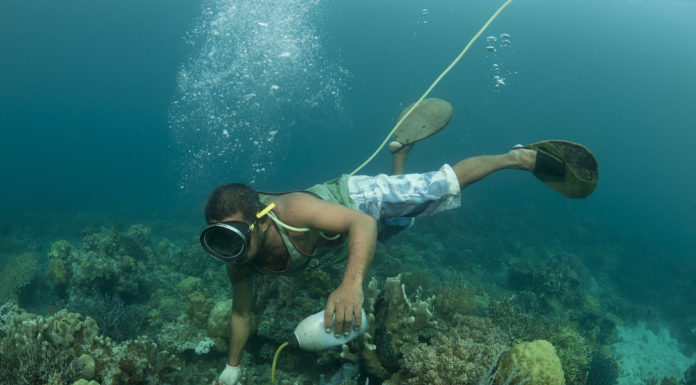 Is the Great Barrier Reef worth seeing? Is the Great Barrier Reef worth seeing?