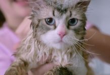 Is the cat in Nine Lives real? Is the cat in Nine Lives real?