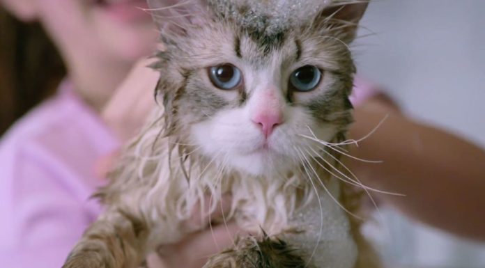 Is the cat in Nine Lives real? Is the cat in Nine Lives real?