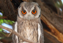 Is there a Nandos in South Africa? Is there a Nandos in South Africa?