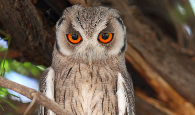 Is there a Nandos in South Africa? Is there a Nandos in South Africa?