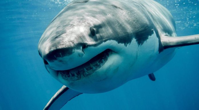 Is there sharks in Cozumel? Is there sharks in Cozumel?