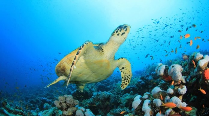 Où faire du bateau en Méditerranée ? Où faire du bateau en Méditerranée ?