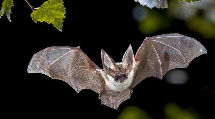 Pourquoi contacter l’ADIL ? Pourquoi contacter l'ADIL ?