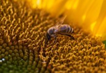 Pourquoi les Juul sont interdites ? Pourquoi les Juul sont interdites ?