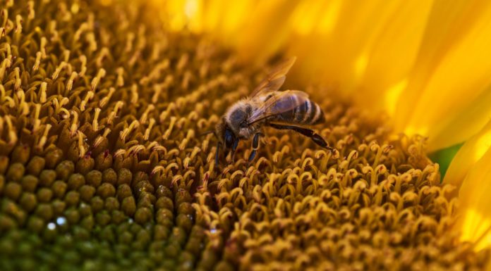 Pourquoi les Juul sont interdites ? Pourquoi les Juul sont interdites ?