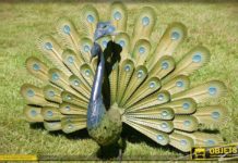 Pourquoi un paon qui fait la roue ? Pourquoi un paon qui fait la roue ?