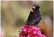 Quand le paon déploie ses ailes ? Quand le paon déploie ses ailes ?