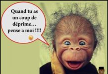 Quand on parle du loup ? Quand on parle du loup ?