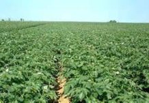 Quelle est la pomme de terre la plus productive ? Quelle est la pomme de terre la plus productive ?