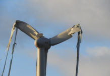 Quelle hauteur volé un paon ? Quelle hauteur volé un paon ?