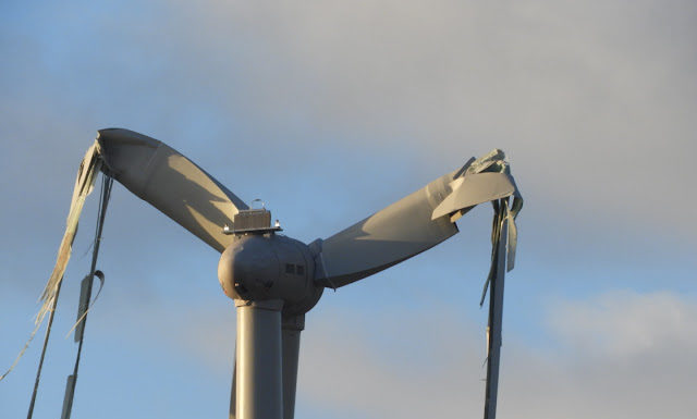Quelle hauteur volé un paon ? Quelle hauteur volé un paon ?