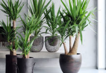 Quelle plante verte dans une salle de bain ? Quelle plante verte dans une salle de bain ?