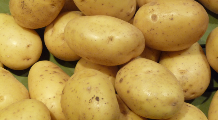 Qui a rapporté la pomme de terre en France ? Qui a rapporté la pomme de terre en France ?