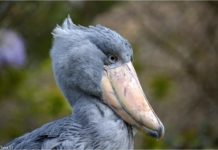 Qui est Jérémy Bec ? Qui est Jérémy Bec ?