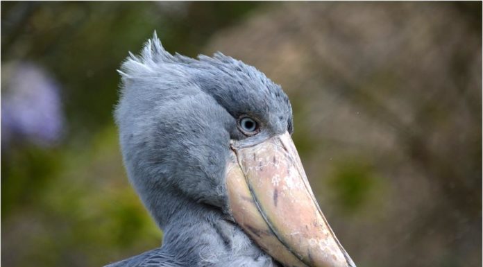 Qui est Jérémy Bec ? Qui est Jérémy Bec ?