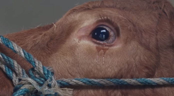 Qui est le 3477 ? Qui est le 3477 ?