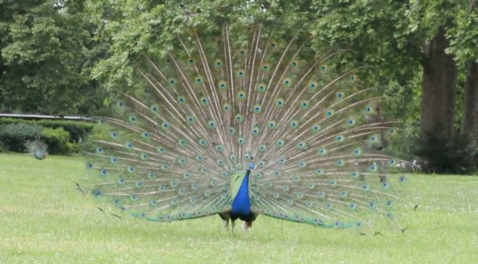 Qui fait la roue chez le paon ? Qui fait la roue chez le paon ?