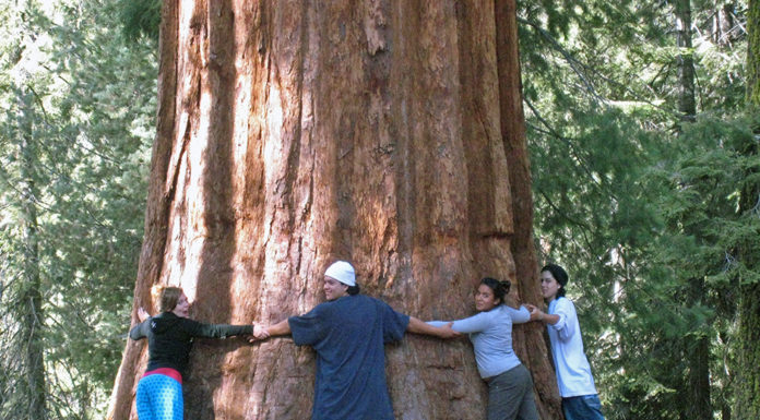 Should I go to sequoia or redwood National Park? Should I go to sequoia or redwood National Park?