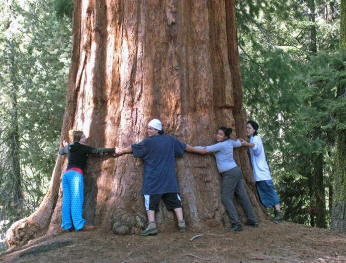 Should I go to sequoia or redwood National Park?